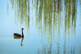 王彦松诗词：定风波·杨柳岸（2首）图片