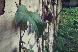 用费曼读书法阅读鲁迅的《从百草园到三味书屋》，看大师的童年图片