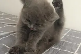 猫咪舔毛除了清洁，还有这些原因你知道吗？图片