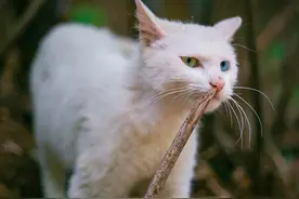 十猫图，从异瞳白猫到绿眼狸猫，各有风采！图片