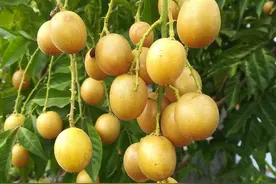 黄皮生物学特性，这些相关的知识，你都掌握了吗？图片