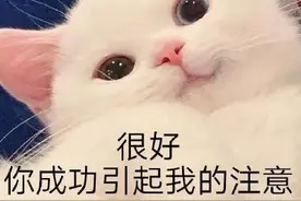 表情包  |  很好，你成功引起了我的注意图片