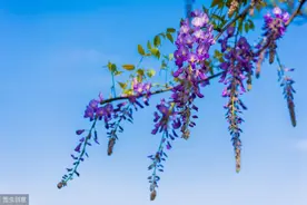 紫藤花修剪运用与栽培要点，这些你了解吗？图片