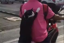 等红灯遇到一只坐摩托车的猫，它双手紧紧抱住主人，姿势萌翻图片