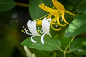 这种花不是金银，胜似金银，可泡茶可赏花可入药，种植技巧请收好图片