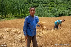 河南深山：无人机发现烈日下2个人用镰刀割麦，啥情况图片