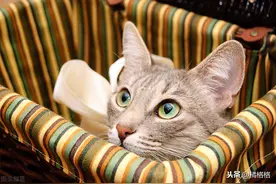 躲不开的猫缘：为什么怕猫的人更受猫的欢迎？关于猫的凝视威胁图片