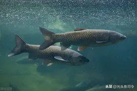 大片鱼泡冒出水面，为啥无鱼吃钩？鱼说“我想吃，你不让我吃”图片