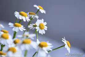 一个不安于现状，具有强烈进取精神的人，是不会被社会所淘汰的图片