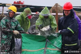 江苏句容水库今年第一网鱼开捕上市图片