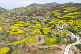 无人机拍摄甘肃天水武山县龙台的油菜花图片