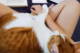17.4一袋的pidan猫砂它不香吗？│平民窟女孩养猫的省钱秘籍图片