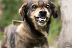 狂犬病致死率100%！猫抓狗咬后，医生告诉你该如何自救图片