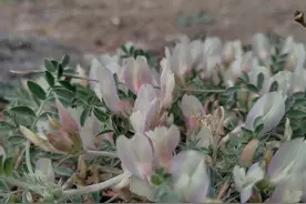 风中凋零的花朵图片