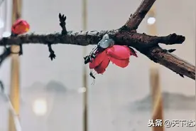 苏先生读诗｜春天抛撒着花瓣，不为来日累累硕果，而因瞬间妙遐思图片