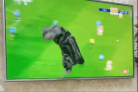 电视播放中国足球，猫急的亲自上场，主人：挺好，就是有点费电视图片