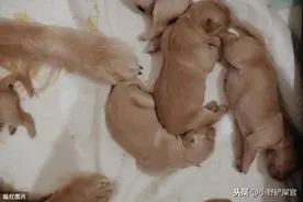 狗狗暴饮暴食或者挑食绝食，不要责怪它们，是主人的责任图片
