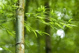 练拳就是恢复，“先天活力”，多体会这些要领图片