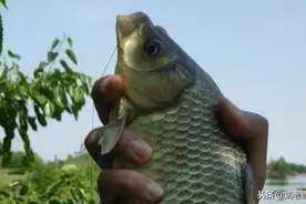 伊豆单钩、子线PE、主线尼龙！这便是我的野钓线组，只追求实用图片