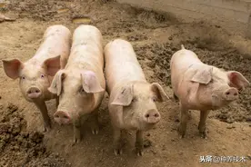 2020年，养猪有前景吗？图片