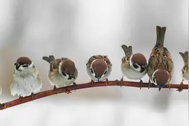 麻雀的生活图片