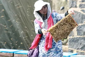 意蜂箱为什么能密集摆放？不怕迷巢盗蜂吗？是意蜂更聪明还是太傻图片