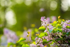 谷雨过后丁香花开的季节 发现身边的美 大连中山公园#唤醒好春光#图片