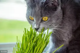 你家猫主子为啥会吃草，然后吐图片
