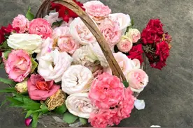 这10种花开完一定要剪，剪得好还能继续开花图片