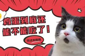 辟谣：猫咪可以吃生鸡蛋？鸡蛋到底能不能吃？这些你不可不知图片