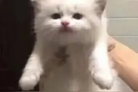 猫咪便便后擦pp吗？奇怪的知识又增加了图片