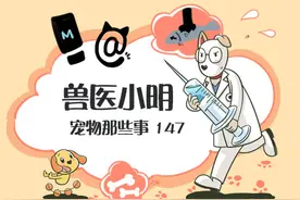 狗狗追着尾巴转圈，铲屎官看个乐呵，可能犬自咬症才是真相图片