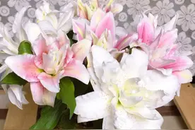 重瓣百合混搭欣赏，稀有百合品种，赏心悦目图片