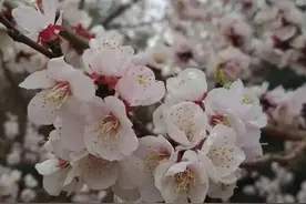杏雨梨云！长春赏花地点大全来啦~图片