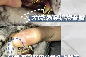 关于猫咪的身体知识篇图片