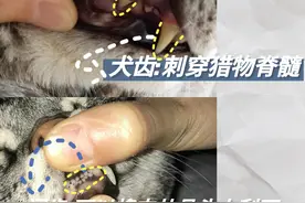 关于猫咪的身体知识篇图片
