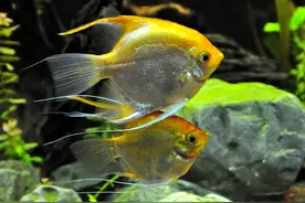鱼如其名吗？图文解读神仙鱼的花样生活，名符其实的鱼中仙子？图片
