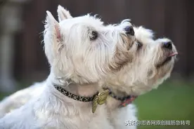 搞笑谜语：一对白狗，卧在桥头，哼了两声，回头就走（打一物）图片