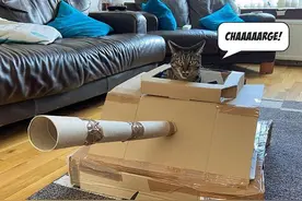 猫咪：二排长，把我的意大利炮给拖上来！图片