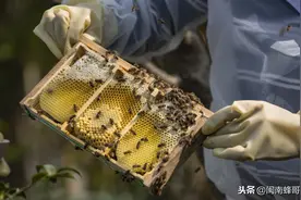 蜜蜂过箱方式总分析，借脾快、绑脾迟、无脾慢，幼虫是活宝图片