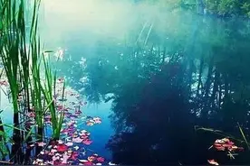 闲看花开，静待花落，冷暖自知，干净如始。 ​​​​图片