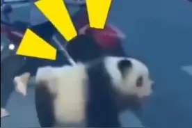 当街遛"熊猫"，开车还把它放驾驶座上，这简直不顾路人安危图片