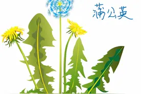 夏天用蒲公英泡水喝，原来有这么多好处，难怪有人爱不释手图片