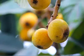 如何拍摄夏天的枇杷，让照片看起来更有食欲？图片