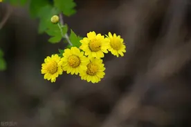 野菊花≠菊花，不仅仅是一个“野”字的差距图片