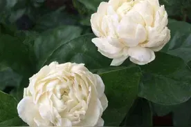 茉莉高端货，虎头大花朵，朵朵赛牡丹，比香水还香图片