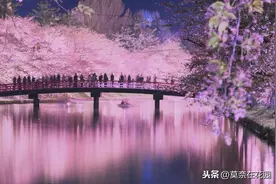 全球最美樱花，落花成河！看，秒速5cm是樱花掉落的速度！图片