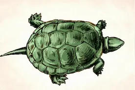 中华草龟怎么墨化？关键在于感受四季变化，最好是顺其自然图片