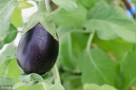 重点分析茄子嫁接育苗技术，学会以下科学方法实现高产图片