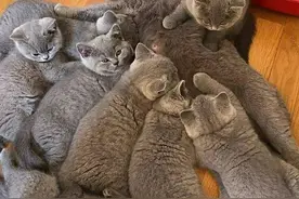 ​猫妈妈：我造了什么孽，为啥要生这么多娃，带娃太难了！图片